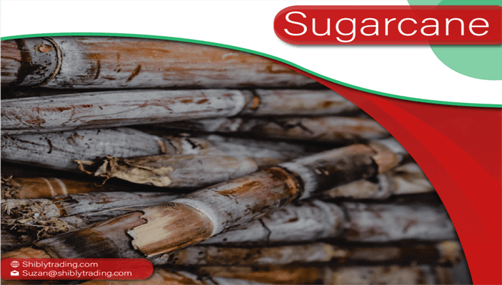 Nigerian sugarcane for sale in dubai . commercial brokers in dubai